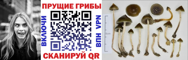 hydra tor  Кингисепп  Псилоцибиновые грибы Cubensis 