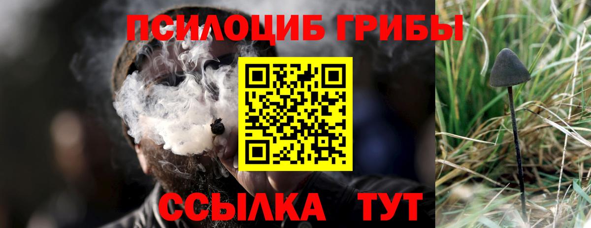 Псилоцибиновые грибы Psilocybe Кингисепп